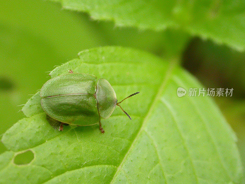 绿龟甲虫(Cassida viridis)